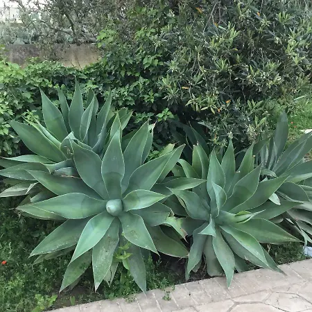 بيت للعطل La Casa Del Melograno
