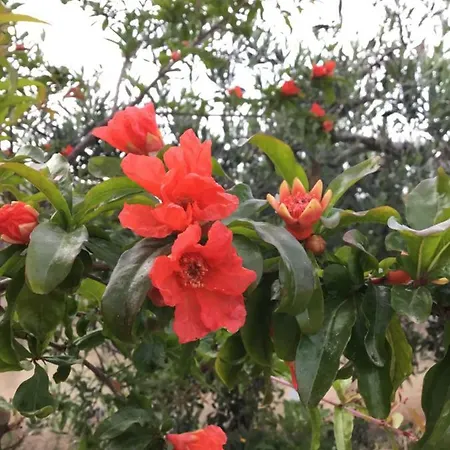 Hébergement de vacances La Casa Del Melograno Marsala