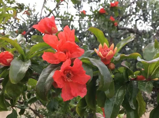 בית נופש La Casa Del Melograno מרסאלה